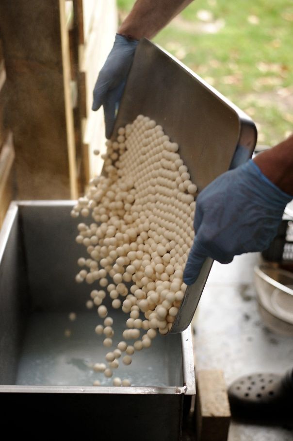 Citrus White FORGOTTEN FLAVOURS